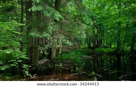 Norway spruce over standing water in front of deciduous stand in summer