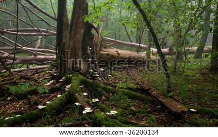 Large broken tree lying in misty forest and old broken stump in foreground with a lot white fungi