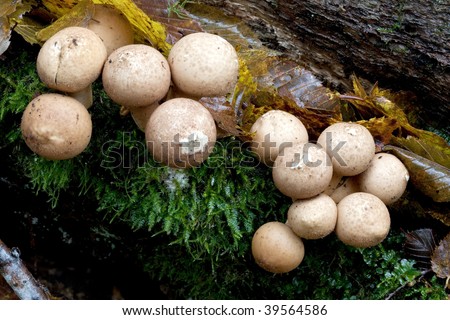 Ball Fungus