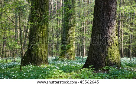 Springtime mixed stand with old trees and anemone flowers floral bed under