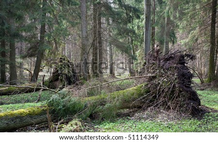 Storm after old tree lying in early springtime forest with mixed natural stand in background