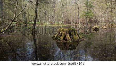 Springtime wet forest with standing water