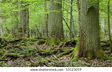 Three Giant Oaks In Natural Forest And Dead W