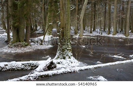 Winter landscape of first snow in old forest and  frozen water with broken tree in foreground