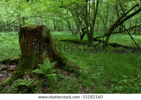 Partly declined stump in front of deciduous trees inside deciduous springtime forest