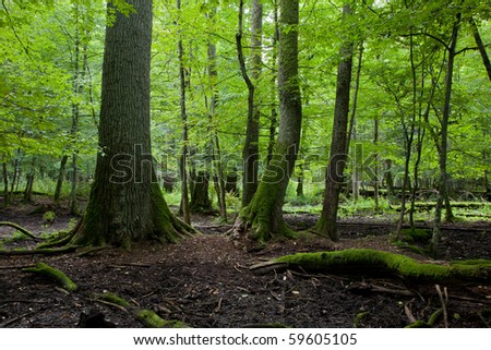 Late summer forest landscape of deciduous stand strictly nature protection area of Bialowieza National Park