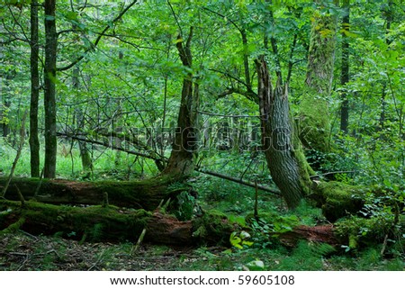 Late summer forest landscape with broken trees strictly nature protection area of Bialowieza National Park, poland,europe