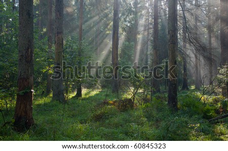 Autumnal morning with sunbeams entering forest among dead spruce trees still standing and grassy bottom