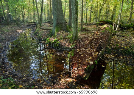 Autumn forest landscape with broken tree and water strictly nature protection area of Bialowieza National Park
