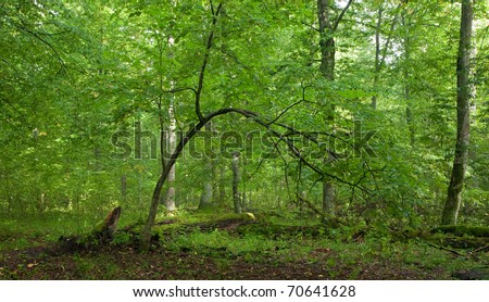 Summertime lush foliage of deciduous stand of Bialowieza Forest with bent linden tree in foreground