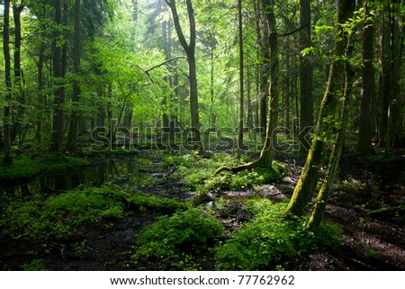 Morning light entering wet stand of Bialowieza Forest