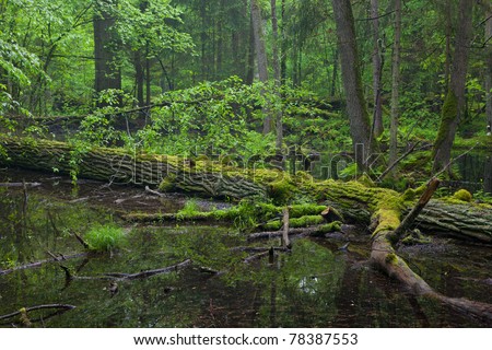 Moss wrapped oak trees lying in water inside of Bialowieza Forest stand