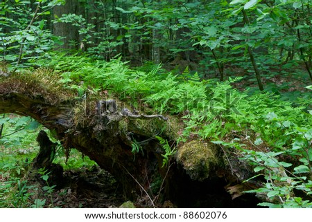 Broken tree stump moss covered and ferns layer above them in springtime
