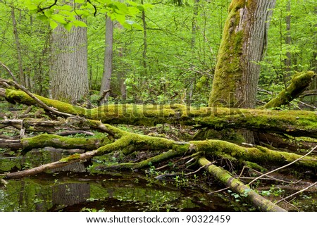 Springtime wet deciduous forest with moss wrapped broken trees over water and oaks in background