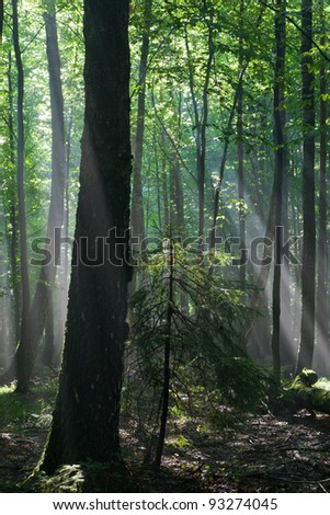 Sunbeam entering rich deciduous forest in misty morning rain after