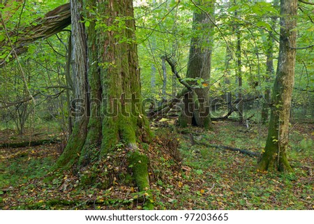 Group of old trees in natural forest in autumnal morning with moss wrapped linden tree in foreground