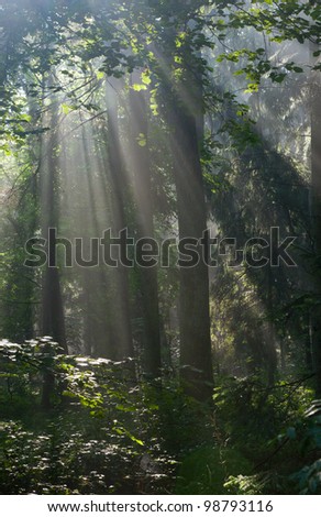 Sunbeam entering rich deciduous forest in misty morning