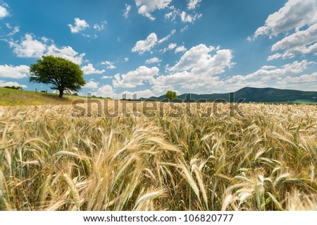 Beautiful nature landscape with crop and sky