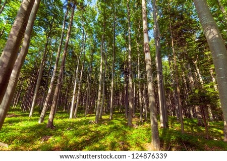 Bright forest at summer in national park angle shot