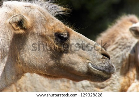 Funny camel in the zoo closeup photo