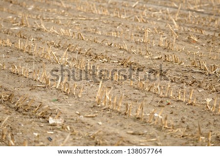 Dry cultivated land with dead plants and soil