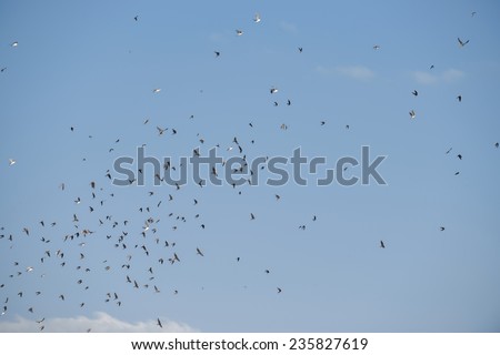 Group of Flying birds in blue sky