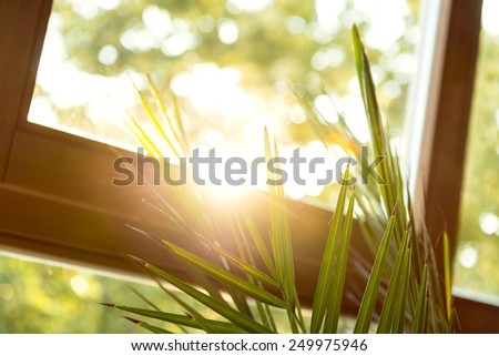 Green plant against window with beautiful sunshine