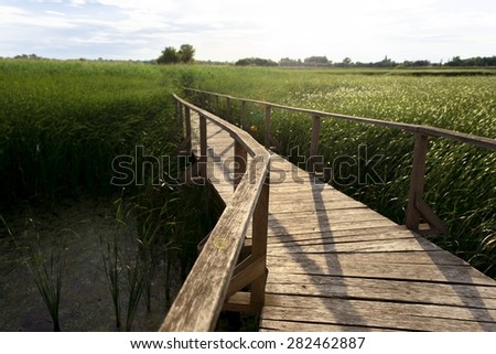 Wooden path trough the reed outdoors at summer