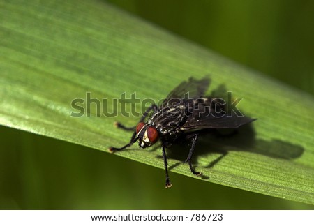 fly sitting on the edge of a green leave, very small depth-of-field-macro