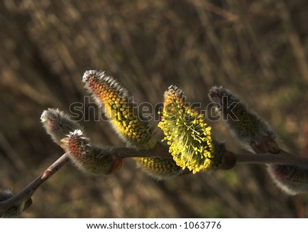 Salix Shrub