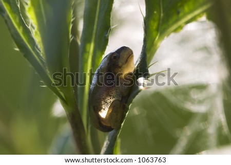 young tree frog, sitting on a reed leave discovering his new world. The little frog is about 1,5 cm and a little transparent in the backlight.