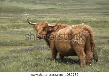 highland cattle lived free on the endless meadows of Scotland