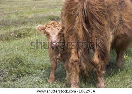 highland cattle lived free on the endless meadows of Scotland