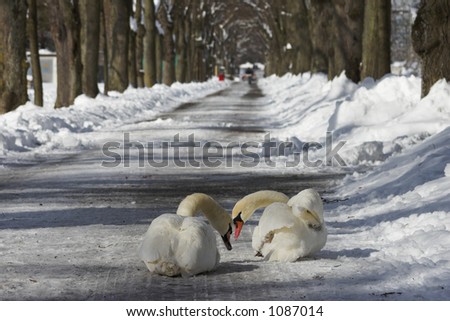 Due to strong snowfall and frosted lakes, swans struggled for nutriment. These two swans are sitting on the street, picking grains of salt, whitch was meant for dewing ice.