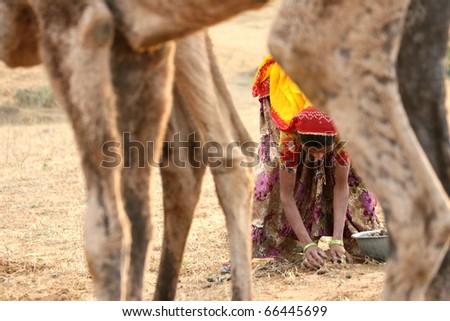 Camel Dung