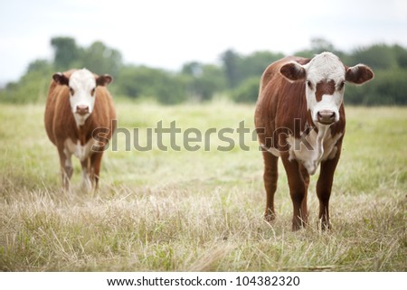 Two brown beef cows stopping and looking in a field.