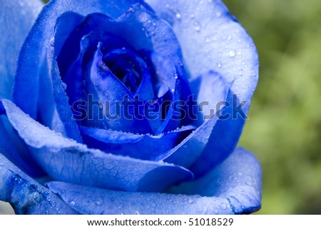 Macro shot of a blue rose and blurred green background.