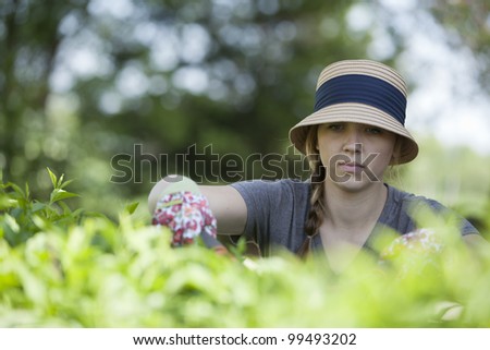 Woman trimming the bushes in her backyard.
