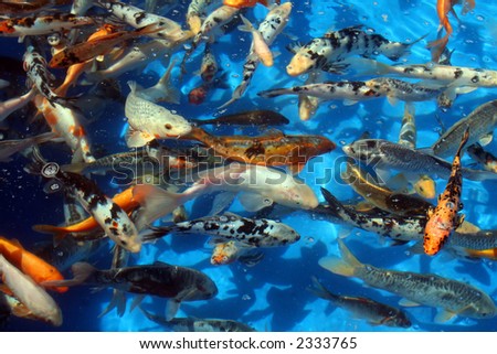 Fish in light blue water