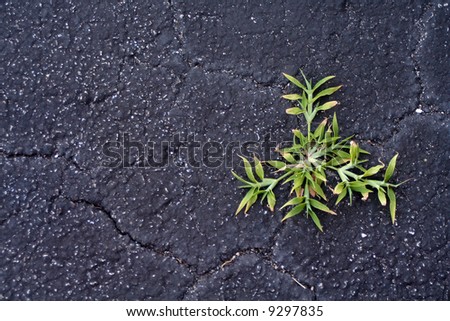 Plant growing in cracked asphalt - vitality symbol