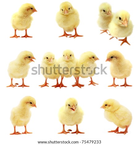 Easter Chick Isolated Set Easter Chick Isolated Set