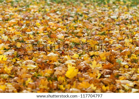 Maple leaves in autumn, the background of the leaves