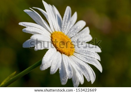White Daisy in the dew