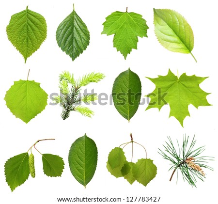 Collection Green Tree Leaves, High Resolution, Isolated On White