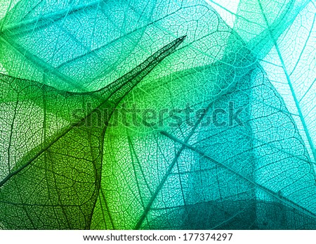 Macro Leaves Background Texture