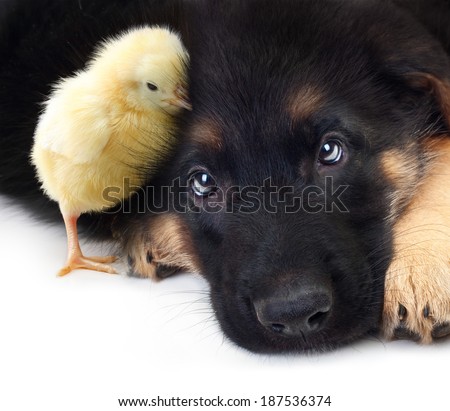 Cute little chicken and puppy german shepherd dog on a white background Cute little chicken and puppy german shepherd dog on a white background