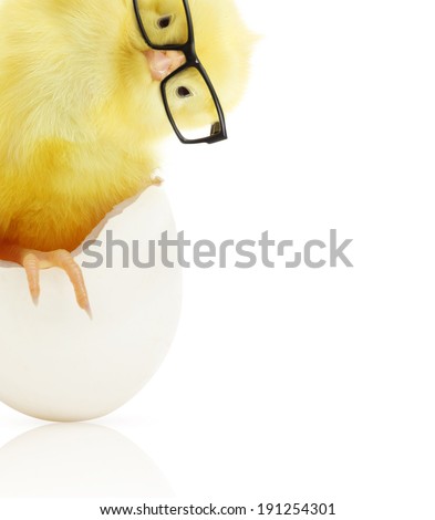Cute little chicken in black eye glasses coming out of a white egg isolated on white background Cute little chicken in black eye glasses coming out of a white egg isolated on white background