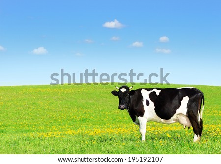 Cow grazing on a green meadow.