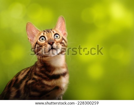 Cat against blurred green background. Bengal kitten