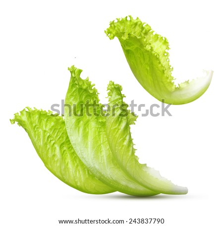 Lettuce leaves isolated on white background.